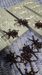 StoneFly - 1.5inch - 10cav- Condition - New (no defects) - 1 in stock