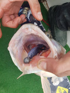 Killer Round Eyes (3″- 6″) With Space to Glue the Eyes