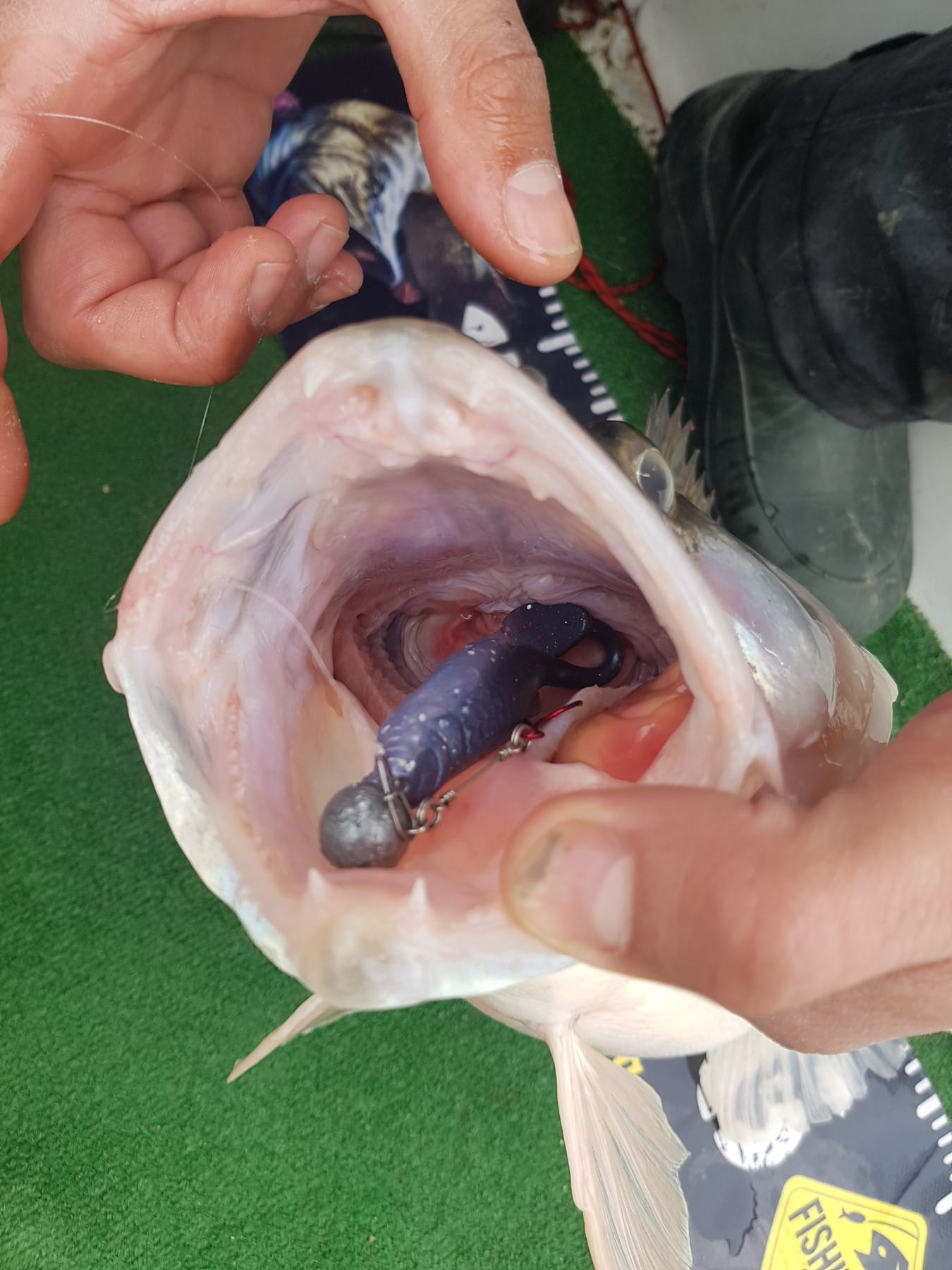 Killer Round Eyes - Hook Slot (3″- 7.5″) Without Space to Glue the Eyes